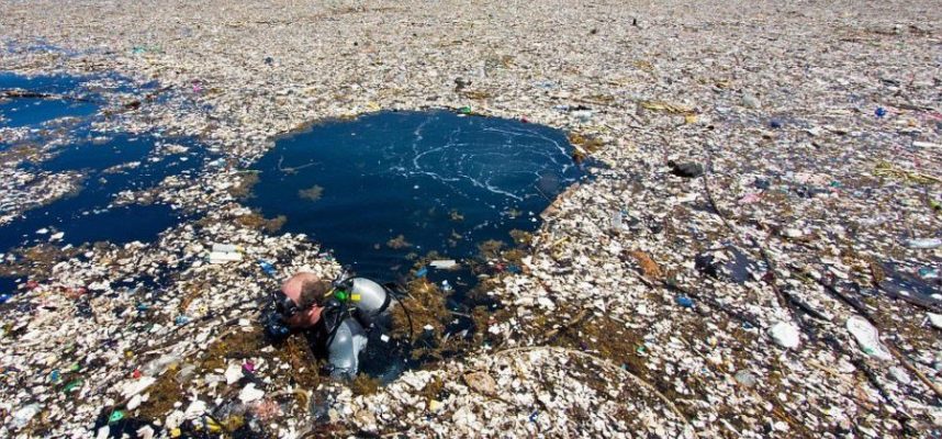 Гигантское мусорное пятно в Тихом океане начало заселяться живыми организмами