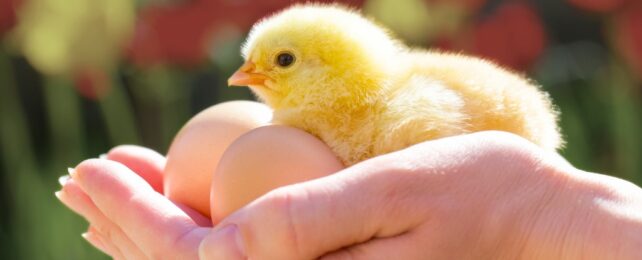 «Обнюхивание» яиц может стать эффективным способом определения пола куриного эмбриона