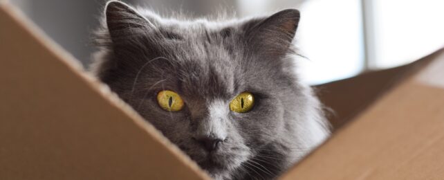 Физики установили новый квантовый рекорд с самым тяжелым «котом Шрёдингера»