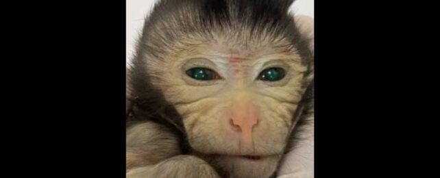 Светящиеся кончики пальцев и зеленые глаза: первая в своем роде обезьяна-химера родилась в Китае