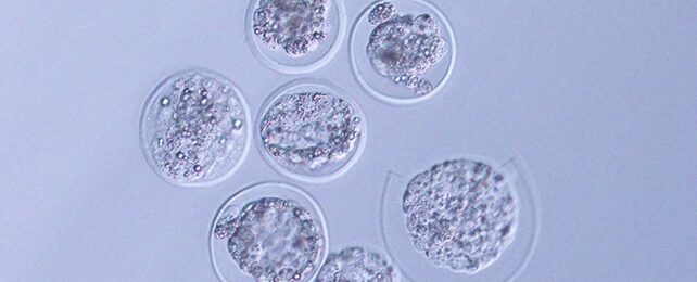 Впервые мышиные эмбрионы были выращены в космосе