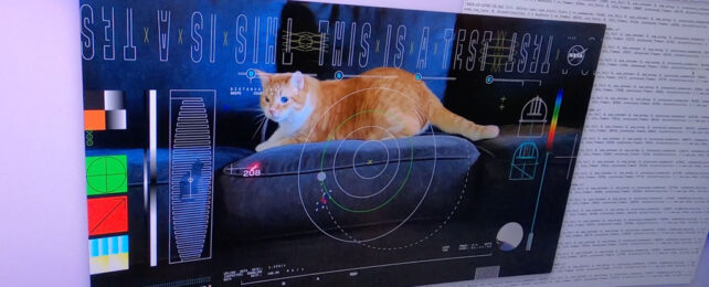 НАСА передало первое видео высокого разрешения на расстояние 19 миллионов миль. С изображением кота.