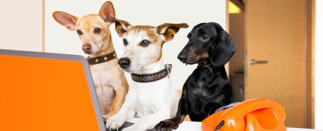 Действительно ли «говорящие кнопки» собак позволяют им общаться с нами?