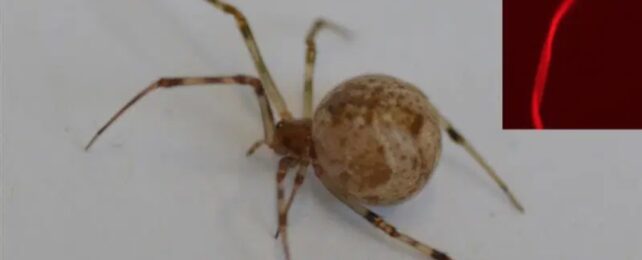 Первые в мире пауки, отредактированные CRISPR