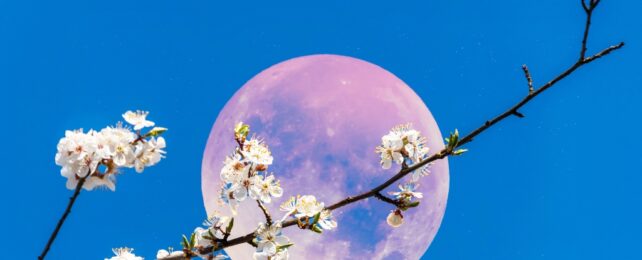 Полнолуние в июне будет самым низким в небе на протяжении десятилетий. Вот почему.