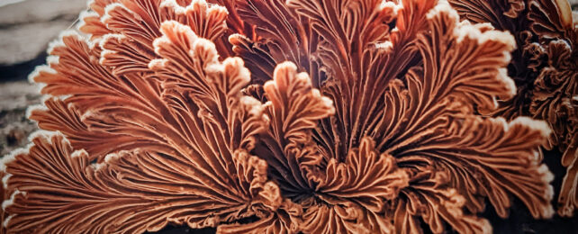 Ученые создают биоразлагаемую пластическую альтернативу, которая буквально жива