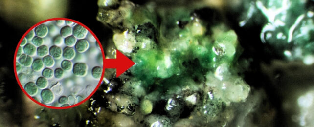 Микроб, который может съесть пыль Марса, и приготовление кислорода может быть отличным космическим домашним животным