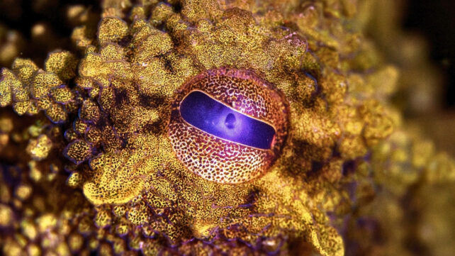 Ученые воссоздали редкий пигмент, обладающий сверхспособностями осьминога