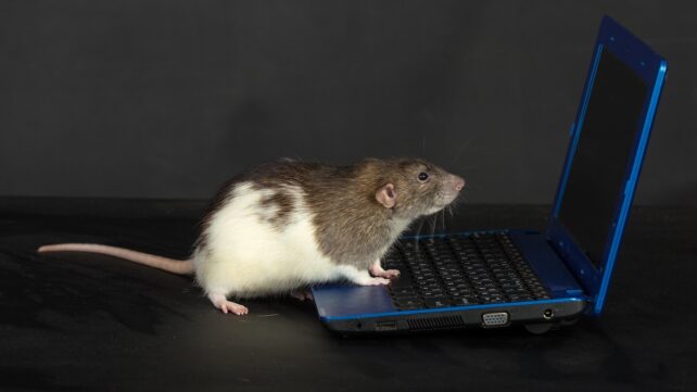 Ученые «пересмотрели» видео, увиденные мышами, изучая их мозг